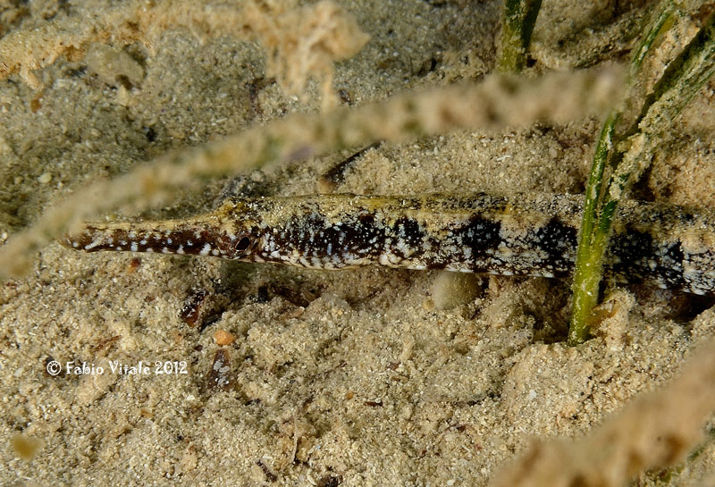 Syngnathus abaster e Syngnathus typhle